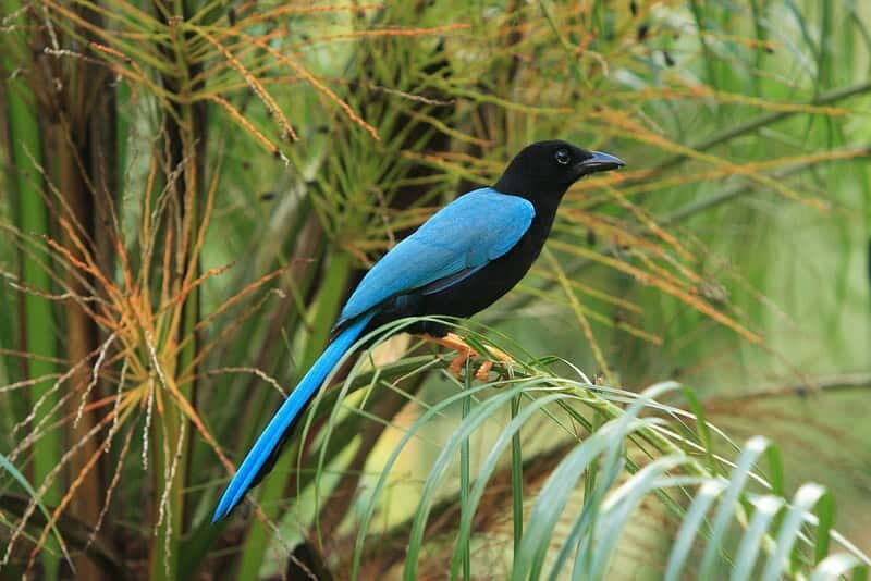 Cancun: Private Birdwatching Tour - Ruta de los Cenotes Biosphere Reserve: the habitat behind the sightings