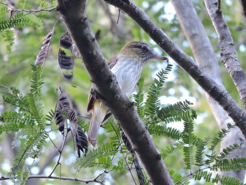 Cancun: Private Birdwatching Tour - What you might see: up to 90 species, and why season changes everything