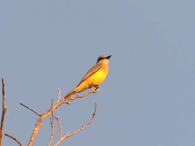 Cancun: Private Birdwatching Tour - What’s included (and what you’re on your own for)