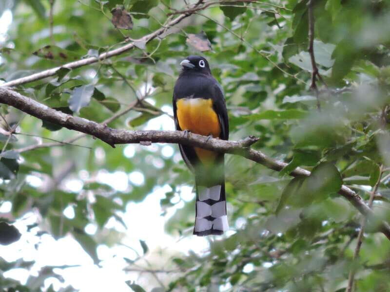 Cancun: Private Birdwatching Tour - Price and value: $555 per private group (up to 4 people)