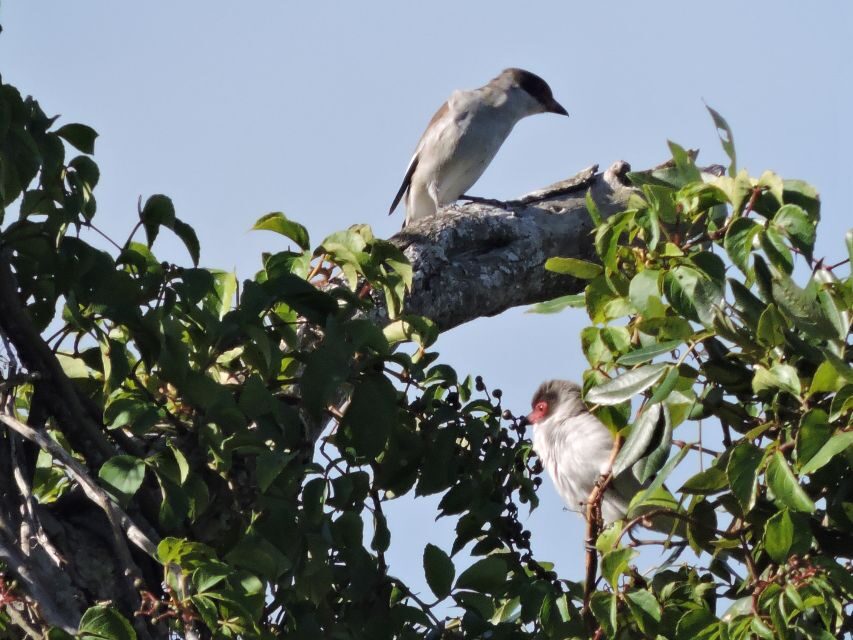 Cancun: Private Birdwatching Tour - Who should book this Cancun birdwatching experience