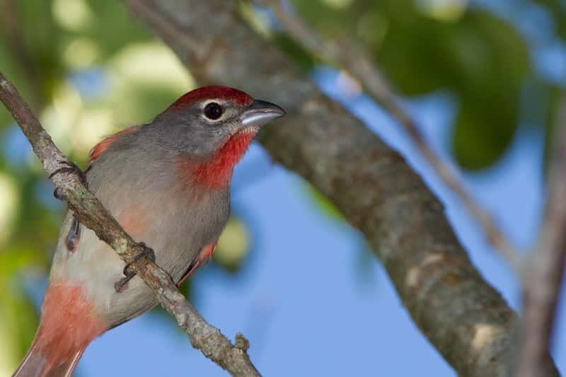 Cancun: Private Birdwatching Tour - The 6:40 am jungle hike: how the guide helps you actually see birds