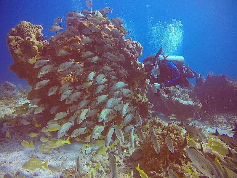 Cancun: Scuba Diving for Certified Divers, 3 options to dive - Weather, groups, and who this is best for