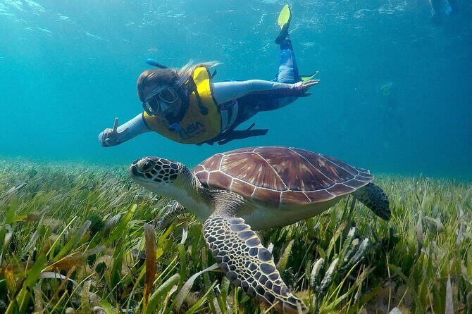 Cancun Snorkeling Adventure: Underwater Museum, Reef & Shipwreck - El Meco reef: coral time and sea turtle spotting