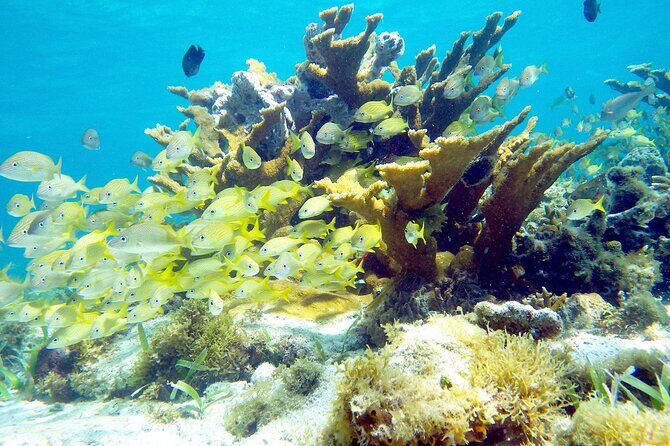Cancun Snorkeling Adventure: Underwater Museum, Reef & Shipwreck - The cenote-shaped wildcard: how the last stop can change the vibe