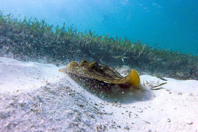 Cancun Snorkeling Adventure: Underwater Museum, Reef & Shipwreck - Guides and captains: why named support shows up again and again