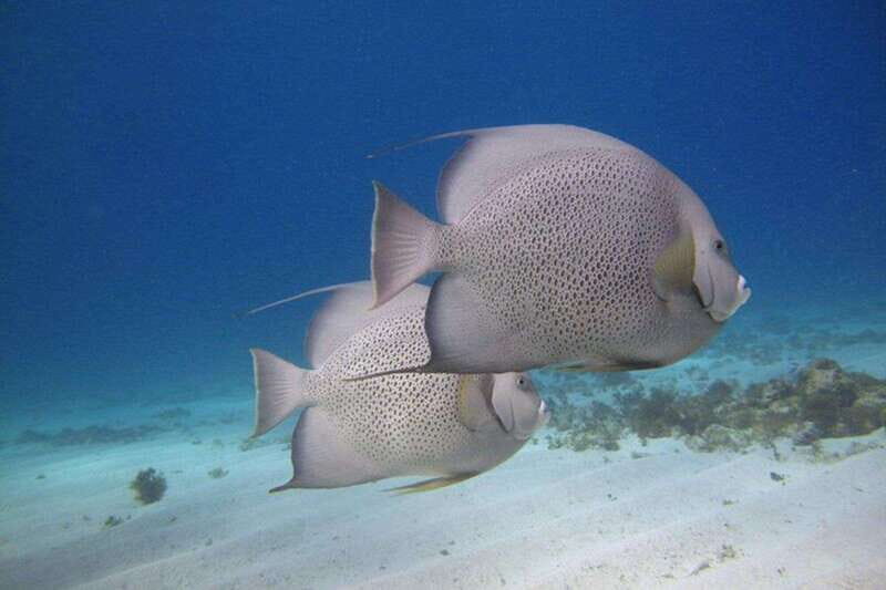 Cancun: Snorkeling at Underwater Museum & Manchones Reef - Two Snorkel Stops in 4 Hours: What the Day Feels Like