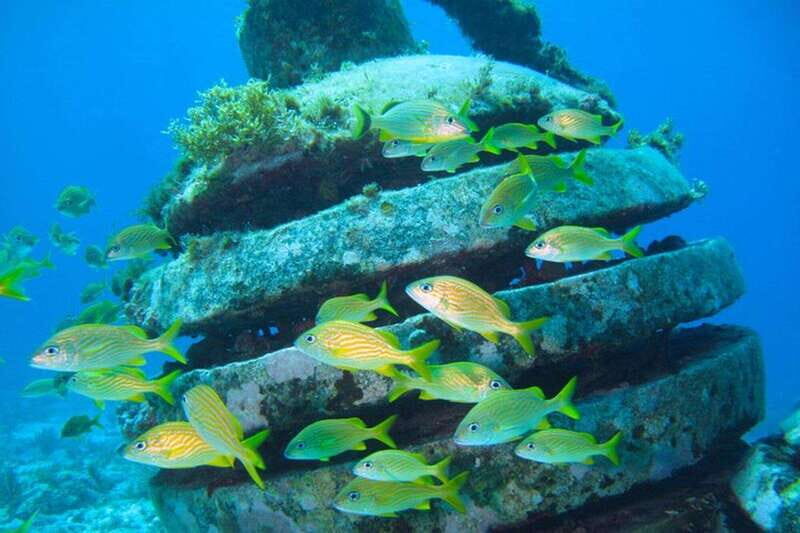 Cancun: Snorkeling at Underwater Museum & Manchones Reef - Manchones Reef: Your Second Hour of Real Marine Life