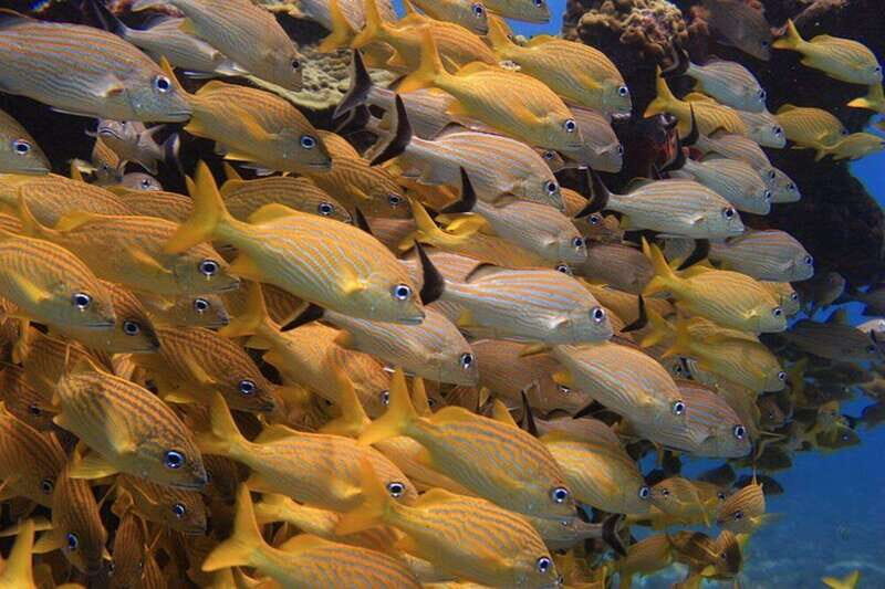 Cancun: Snorkeling at Underwater Museum & Manchones Reef - Where to Meet in Cancun: Sotavento, Lagoon Side, Coconut Divers