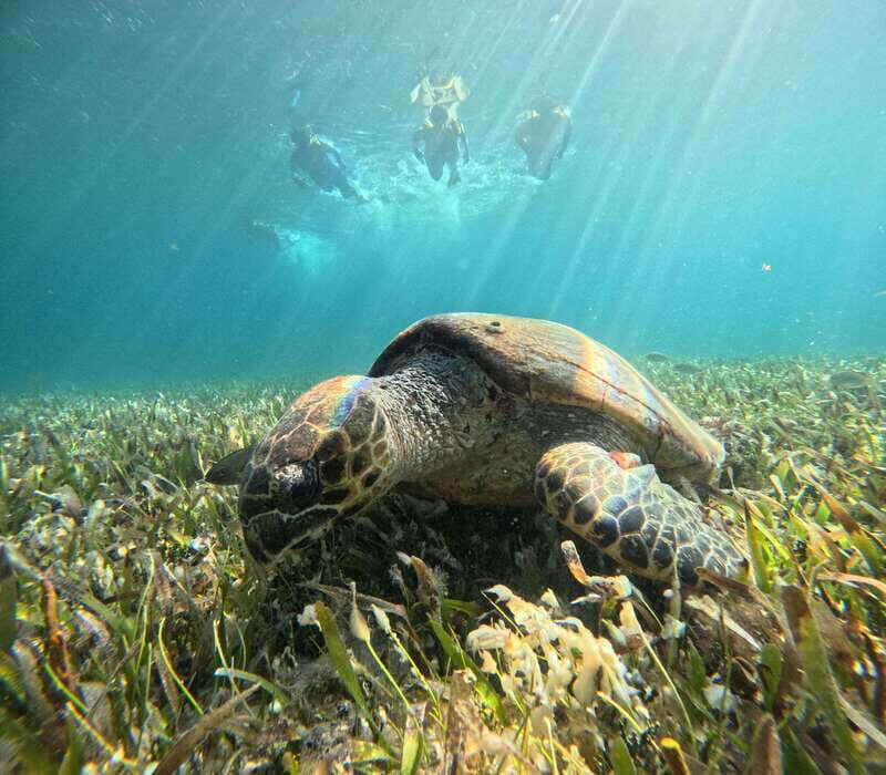 Cancun: Snorkeling Boat Tour with Gear - Key things to know before you go