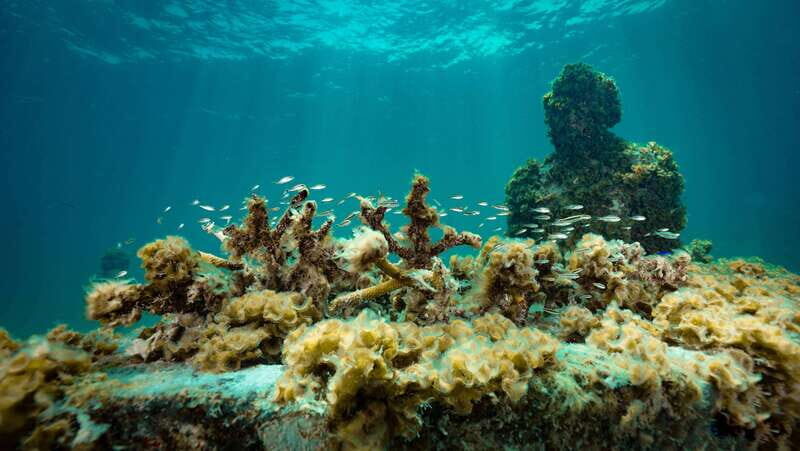 Cancun: Snorkeling Tour at MUSA The Underwater Museum - Manchones Reef: wildlife spotting after the art