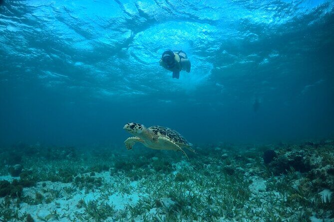 Cancun Snorkeling Tour: Swim with Turtles, Reef, Underwater Museum and Shipwreck - Timing and sea conditions: why the day can run shorter or rougher