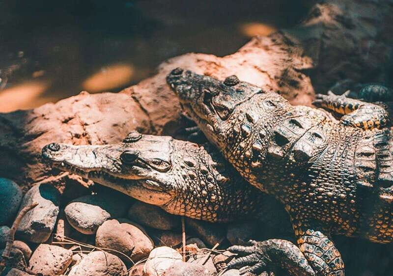 Cancun: Speedboat Adventure & Crocodile Sighting - Key Highlights You Will Care About