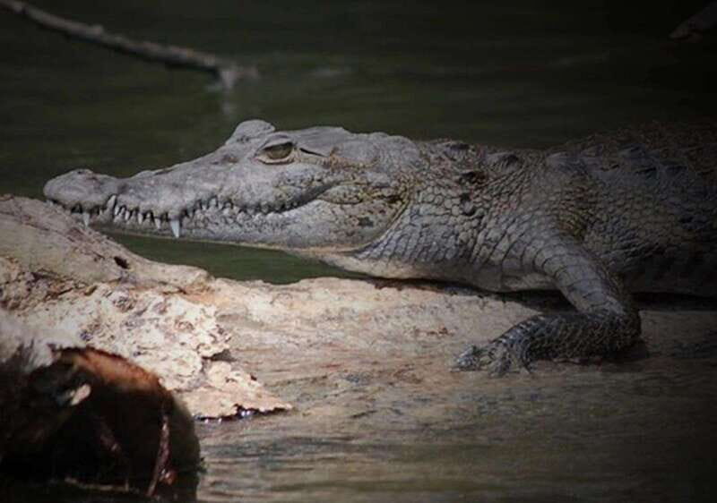 Cancun: Speedboat Adventure & Crocodile Sighting - Speedboat Through Mangroves: How the Ride Changes the Way You See Wildlife