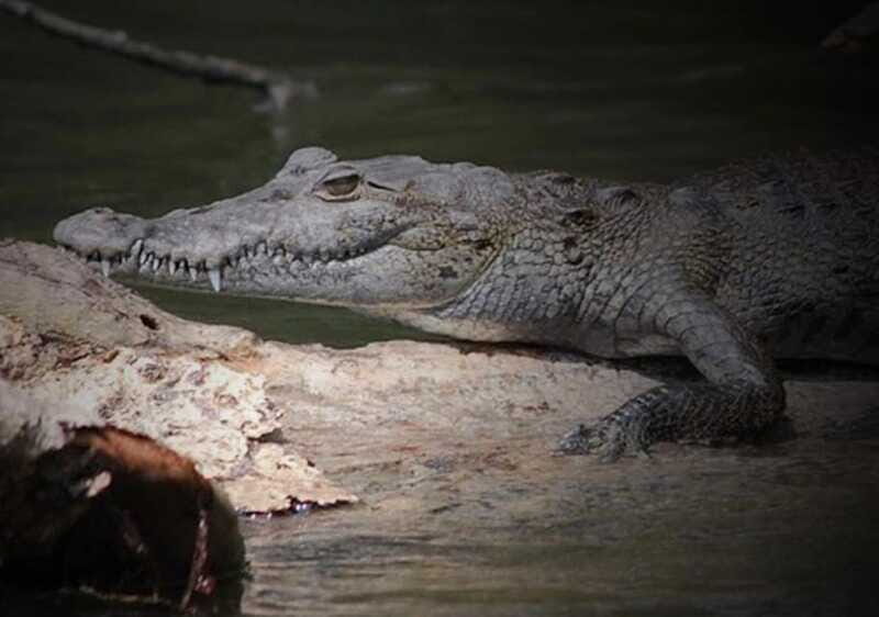 Cancun: Speedboat Adventure & Crocodile Sighting - What the Bilingual Guide Adds (Besides Translation)