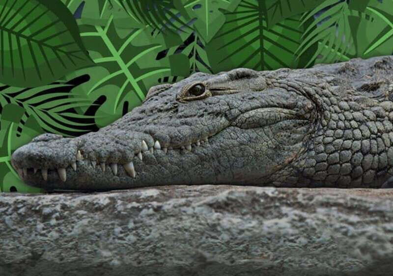 Cancun: Speedboat Adventure & Crocodile Sighting - Getting Ready: Safety Briefing and the 2-Hour Flow