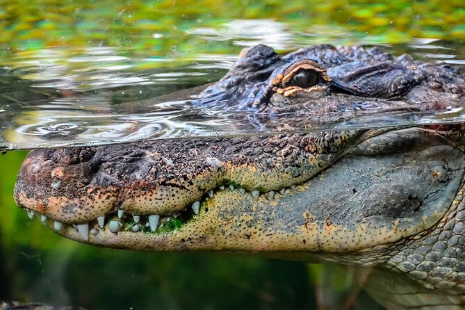 Cancun Speedboat with Crocodile Watching Jungle Tours Adventure - Key highlights to watch for