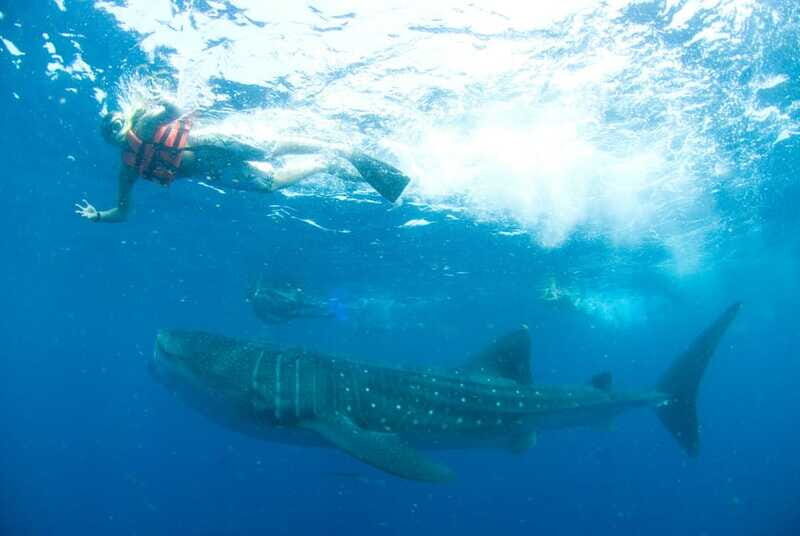 Cancún: Swim with Whale Sharks - Speedboat to Isla Mujeres: what you’ll do before the whale sharks