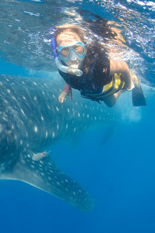 Cancún: Swim with Whale Sharks & Playa Norte Beach - How the whale shark swim sessions are set up