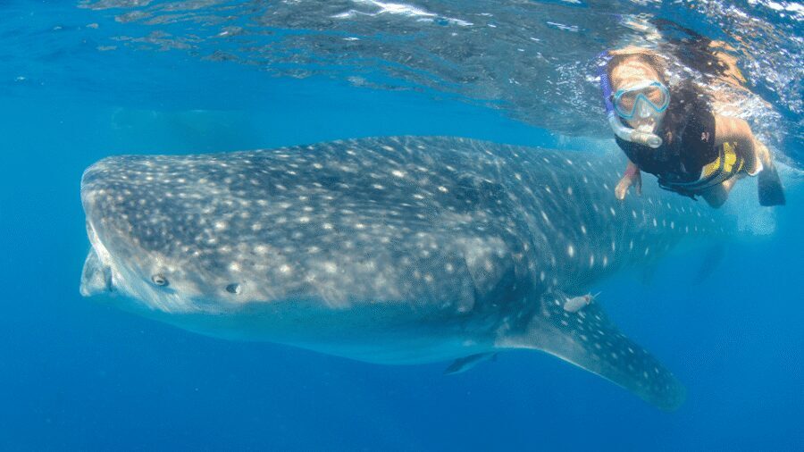 Cancún: Swim with Whale Sharks & Playa Norte Beach - What to bring (and what to skip) for a smooth day on the water