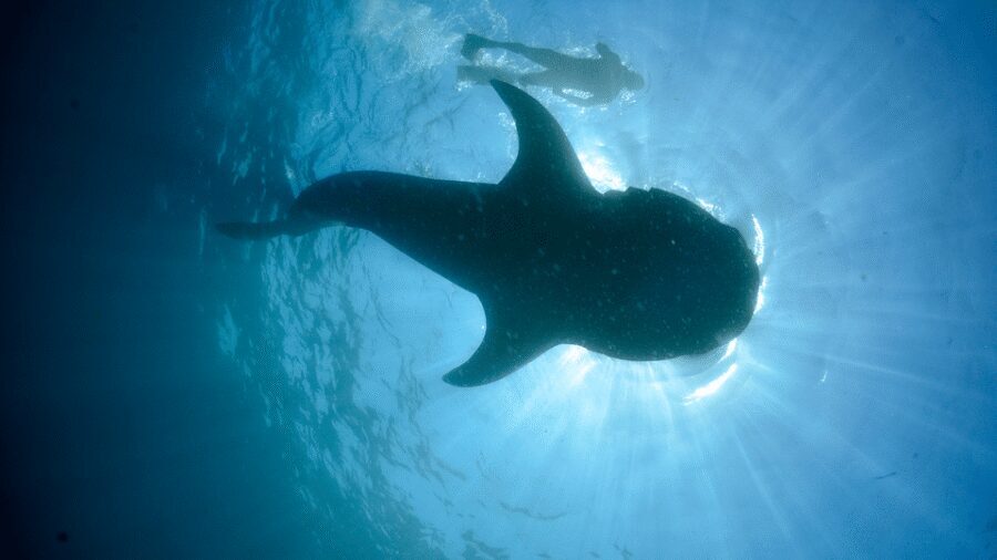 Cancún: Swim with Whale Sharks & Playa Norte Beach - Small group energy: up to 10 people, bilingual crew, and real attention