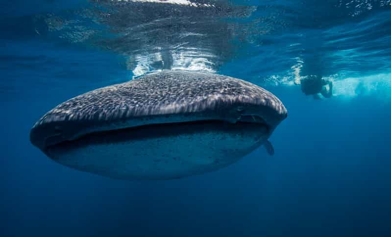 Cancún: Swim with Whale Sharks & Playa Norte Beach - The boat ride on a 36-foot vessel: comfort and practical comfort