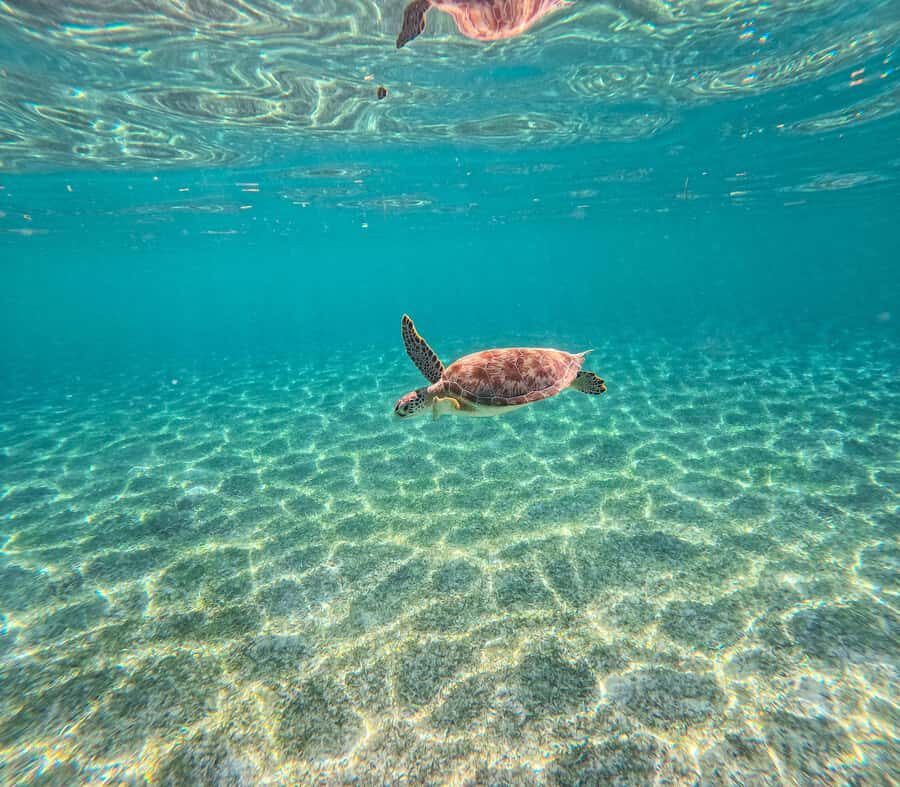 Cancun: Tulum Ruins, Akumal Turtles, Cenote & Caves Tour - Key highlights to expect
