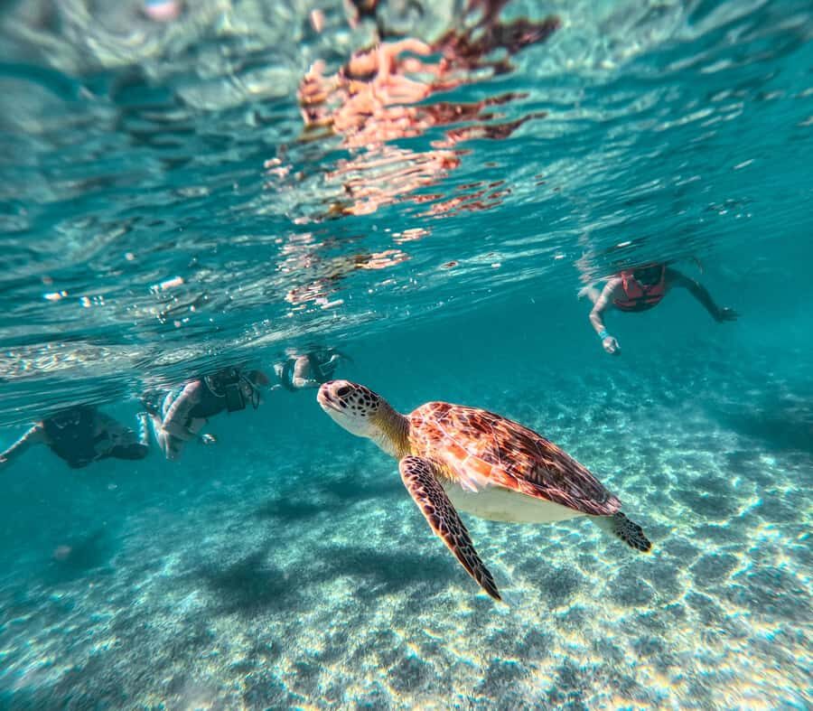 Cancun: Tulum Ruins, Akumal Turtles, Cenote & Caves Tour - Should you book this Tulum, Akumal, and cenote tour?