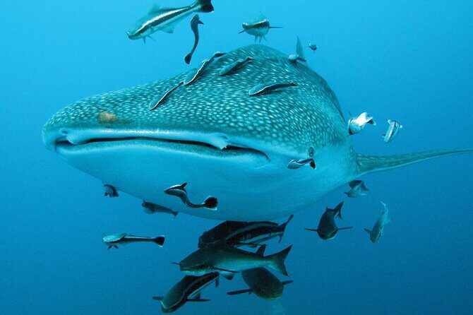 Cancun Whale Shark Encounter - Stop 1: Playa Norte in Isla Mujeres and the snorkel-plus-food payoff