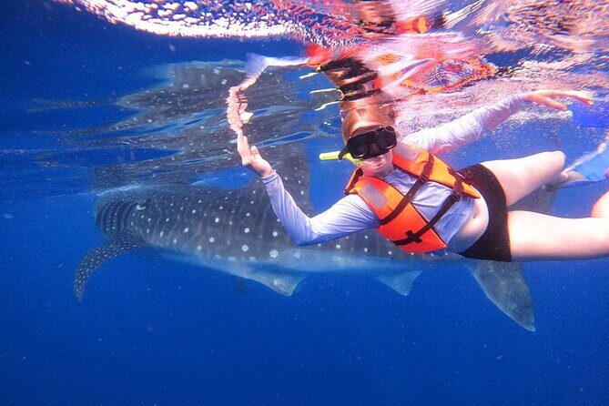 Cancun Whale Shark Experience with Snorkel & Transportation - Key Highlights You’ll Care About