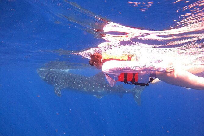Cancun Whale Shark Experience with Snorkel & Transportation - Snorkeling Gear and Staying Comfortable in Real Sea Conditions