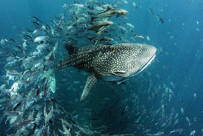 Cancun Whale Shark Experience with Snorkel & Transportation - Lunch on the Water: Ceviche, Guacamole, and a Real Food Break