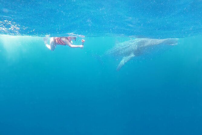 Cancun Whale Shark Experience with Snorkel & Transportation - Playa Norte Free Time: The Beach Stop That Adds Balance