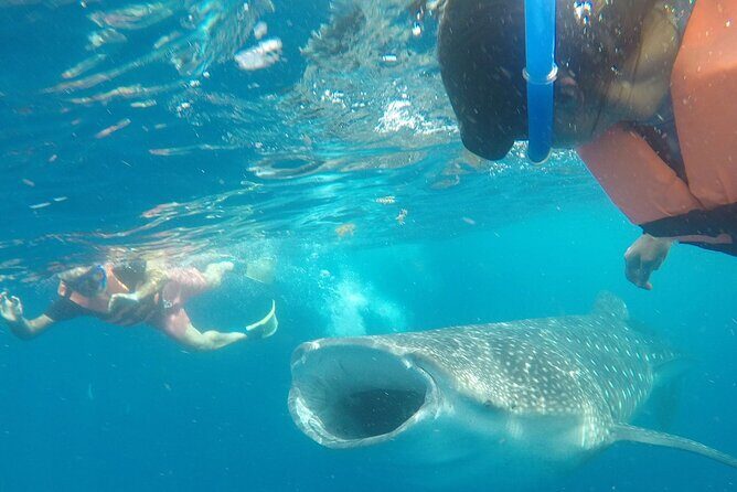 Cancun Whale Shark Experience with Snorkel & Transportation - Speedboat to Isla Contoy: Breakfast While You Look Toward Open Water