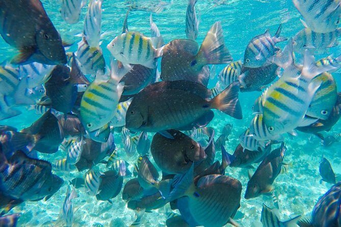 Catamaran Group Sightseeing, Snorkeling Tour Isla Mujeres - Playa Norte: The Beach Stop That Turns the Day Into a Vacation