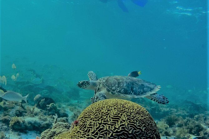 Catamaran Group Sightseeing, Snorkeling Tour Isla Mujeres - Onboard Vibe: Staff Energy, Open Bar, and Lunch