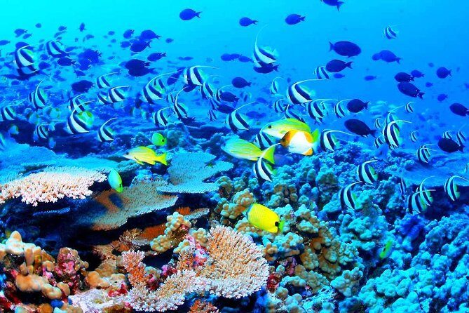 Catamaran Sail and Snorkeling Tour with Open Bar in Puerto Morelos - When reality hits: group size and ride timing expectations