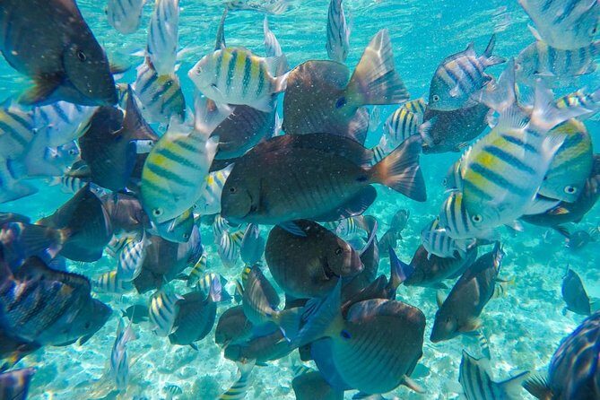 Catamaran Sailing Experience & Snorkeling Tour to Isla Mujeres - Lunch Buffet + Unlimited Open Bar: The Real Payload of the Day