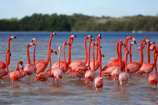 Celestun Beach and Mangrove Boat Ride from Merida - Celestún mangrove boat ride: what you’re actually looking for