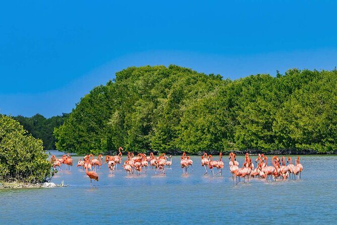 Celestun Beach and Mangrove Boat Ride from Merida - Lunch and drinks: fish or chicken, then you control your budget