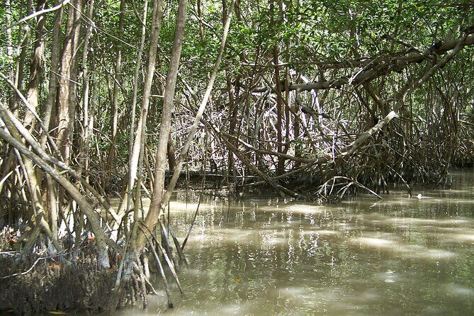 Celestun Beach and Mangrove Boat Ride from Merida - Price and logistics: is $128 worth it?