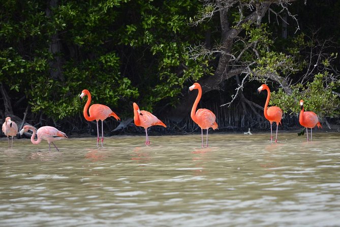 Celestun Biosphere Reserve Tour from Merida - The Boat Ride Through Ria Celestún: Flamingos, Birds, and Crocodile Chances