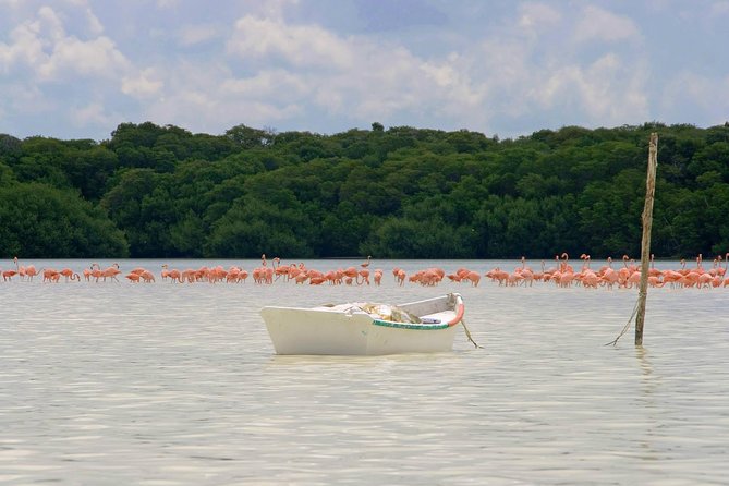 Celestun Biosphere Reserve Tour from Merida - Your Guide and the English Question: What It Can Feel Like On the Ground