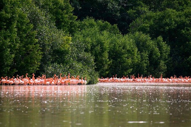 Celestun Biosphere Reserve Tour from Merida - Who Should Book This Celestún Biosphere Tour?