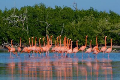 Celestun Nature Reserve Flamingo Tour-Boat to Flamingo Paradise from Merida - The 9:00 AM Merida pickup and getting to Celestún without stress
