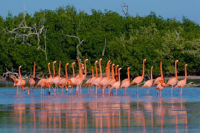 Celestun Nature Reserve Flamingo Tour-Boat to Flamingo Paradise from Merida - The 9:00 AM Merida pickup and getting to Celestún without stress