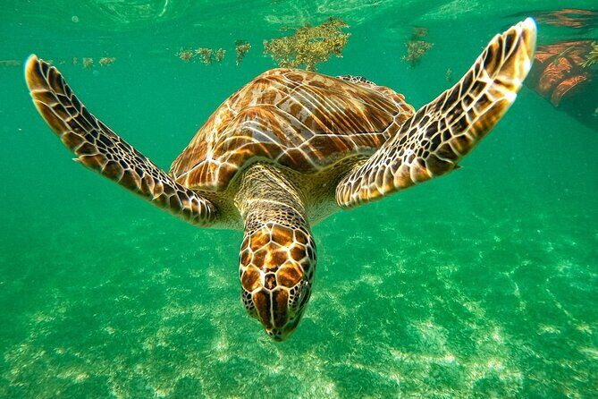 Cenote and Swimming with Turtles Private Tour in Akumal - Key points worth knowing before you go