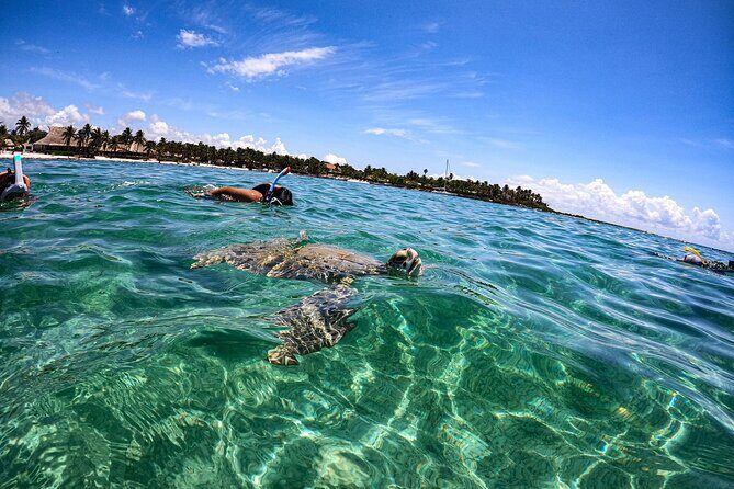 Cenote and Swimming with Turtles Private Tour in Akumal - Lunch and extra stops: keep it simple or add tacos