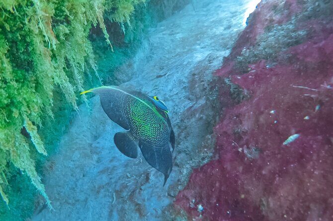 Cenote; Snorkeling and Photos with Colorful Fish - Guide Power: Martín and Melqui Keep It Safe and Calm