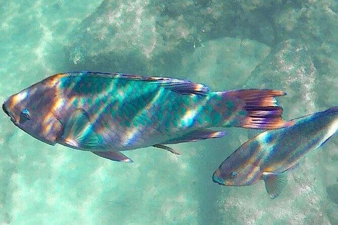 Cenote; Snorkeling and Photos with Colorful Fish - Where This Tour Fits Best (and When to Skip It)